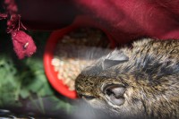 /album/zverinec-vi-d/img-2897-1-jpg/